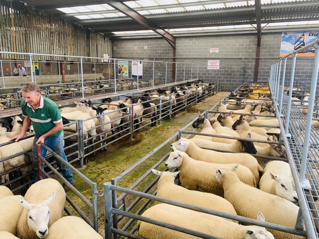 Early Sale of Breeding Sheep Selby Livestock Auction Mart Selby Livestock Auction Mart