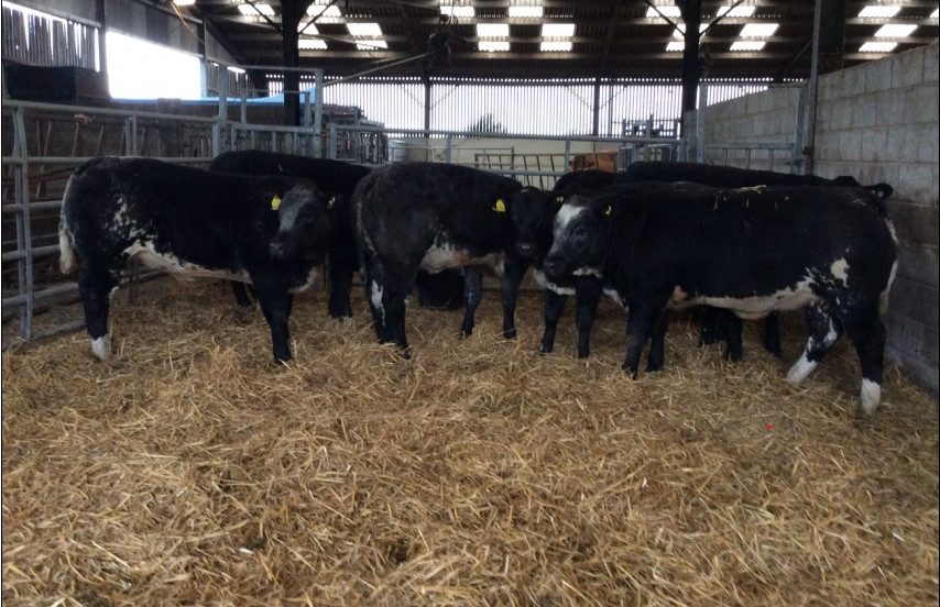 cardwell hfrs 2020 Selby Livestock Auction Mart